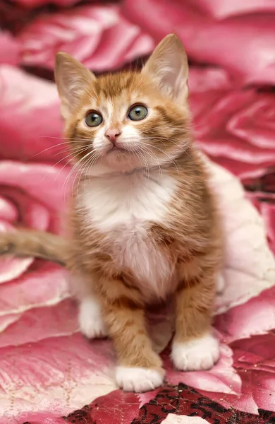 Cute Redhead White Breast Fluffy Kitten — Stock Photo, Image