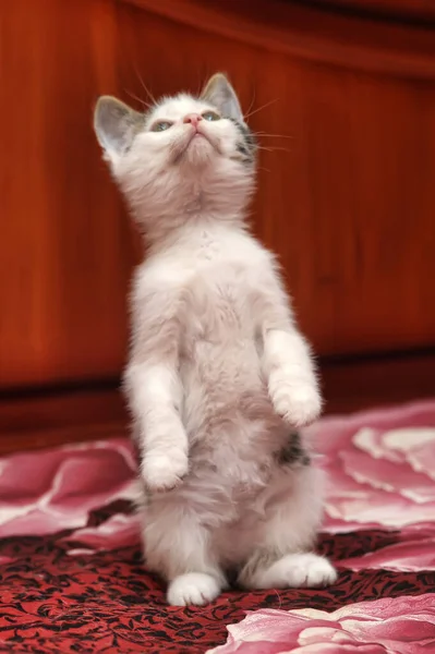 Lindo Blanco Con Gris Gatito Juega Capturas — Foto de Stock