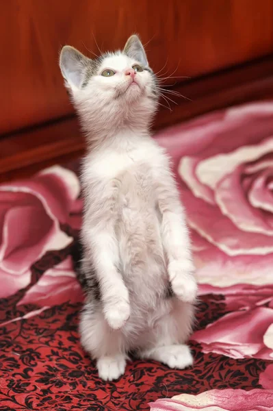 Cute White Gray Kitten Plays Catches — Stock Photo, Image