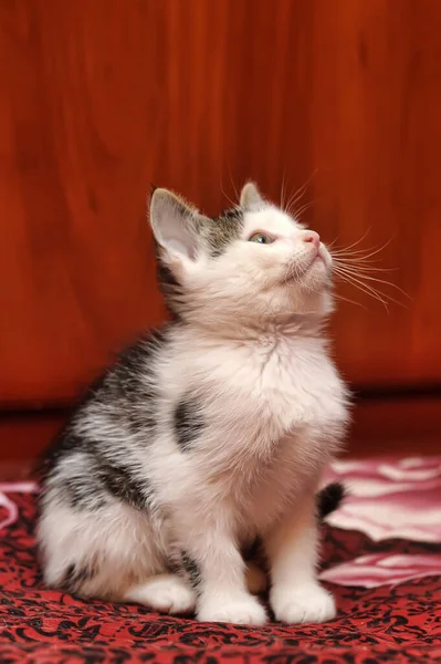 可愛い白とグレーの子猫 — ストック写真