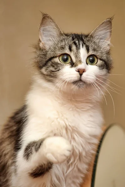 Joven Divertido Blanco Con Marrón Gato — Foto de Stock