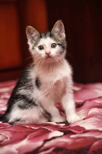 Schattig Wit Met Grijs Katje — Stockfoto