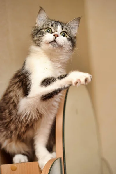 재미있는 고양이 — 스톡 사진