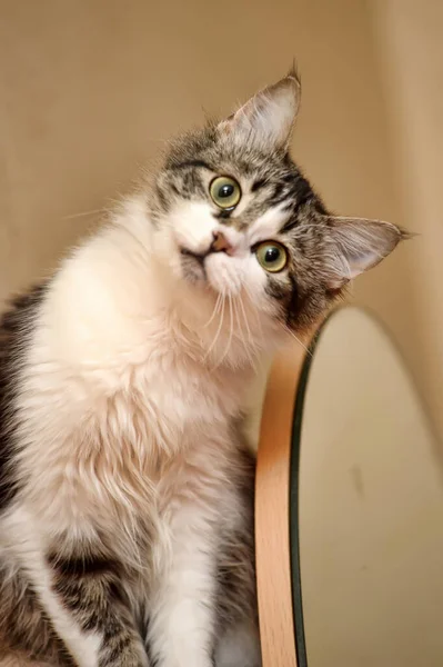 มตลกส ขาวก บแมวส าตาล — ภาพถ่ายสต็อก