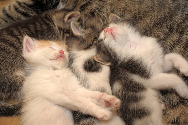 Gato Mamá Encuentra Con Gatitos —  Fotos de Stock