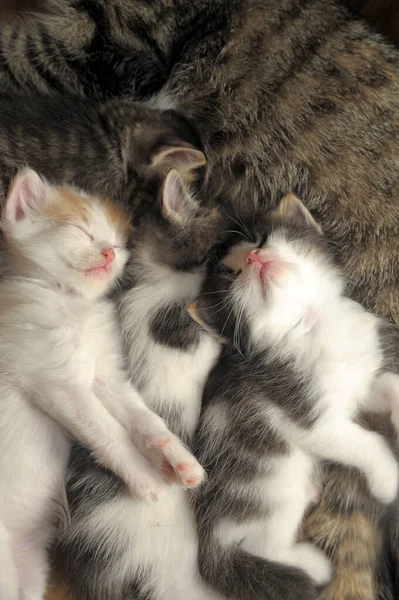 Котяча Мама Лежить Кошенятами — стокове фото