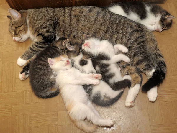 Кошка Мама Лежит Котятами — стоковое фото