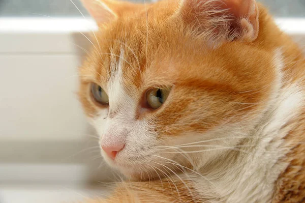 Röd Och Vit Katt Stort Porträtt — Stockfoto