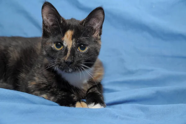 Tricolor Schöne Katze Auf Blauem Hintergrund — Stockfoto