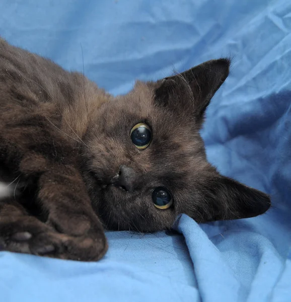 蓝色背景的年轻漂亮的黑猫 — 图库照片