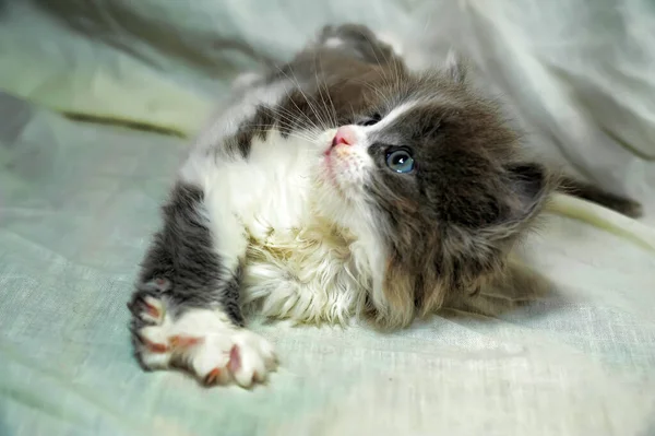 Bonito Cinza Com Branco Gatinho Mentiras — Fotografia de Stock