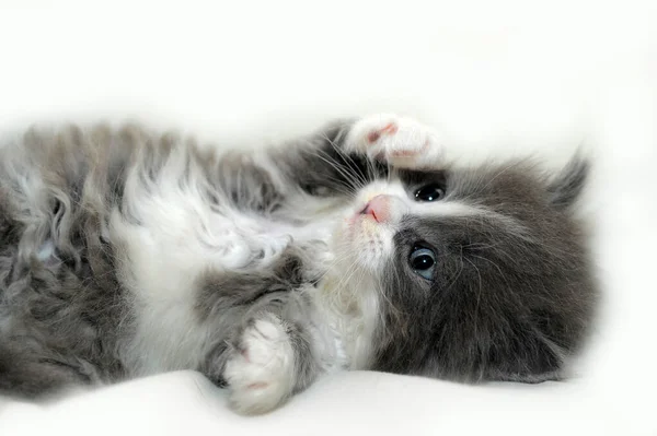 Cute Gray White Kitten Lies — Stock Photo, Image