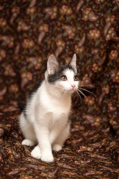 Branco Com Preto Jovem Gato Fundo Marrom — Fotografia de Stock