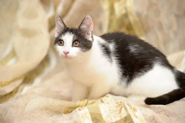 Белый Черной Молодой Кошкой Светлом Фоне — стоковое фото