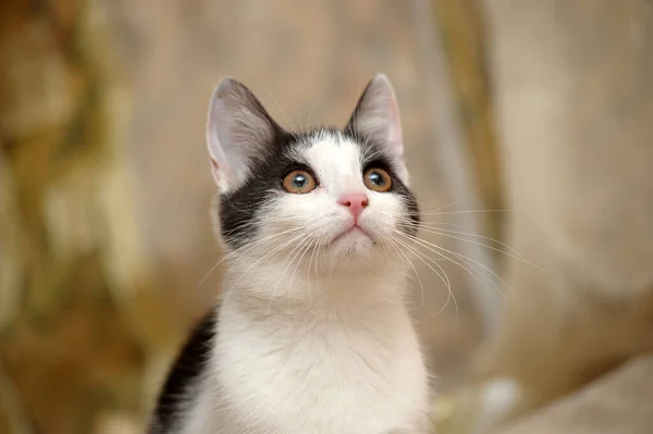 Branco Com Preto Jovem Gato Fundo Claro — Fotografia de Stock