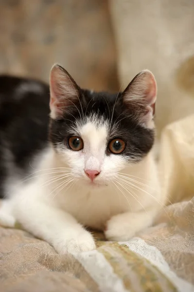 Blanco Con Gato Joven Negro Sobre Fondo Claro —  Fotos de Stock