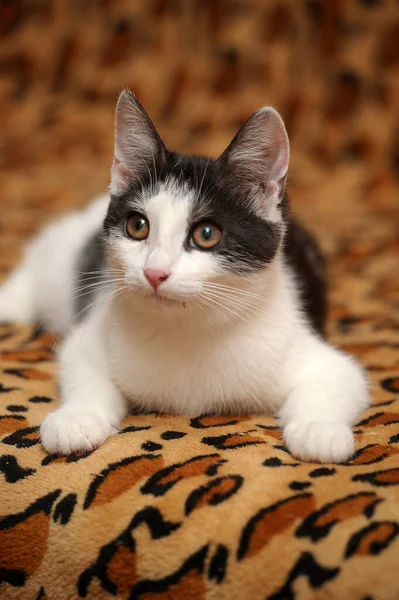 Blanco Con Gato Joven Negro Sobre Fondo Marrón — Foto de Stock