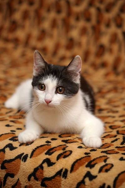 Λευκό Μαύρη Νεαρή Γάτα Καφέ Φόντο — Φωτογραφία Αρχείου