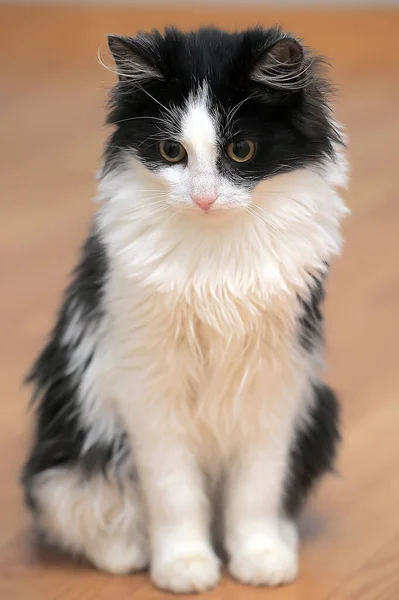 Mooi Pluizig Zwart Met Een Witte Jonge Kat — Stockfoto