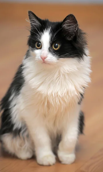 Piękny Puszysty Czarny Biały Młody Kot — Zdjęcie stockowe