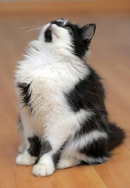 Bonito Fofo Preto Com Branco Jovem Gato — Fotografia de Stock