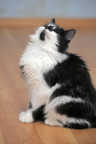 Vacker Fluffig Svart Med Vit Ung Katt — Stockfoto