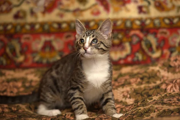 Striped Playful Kitten Sore Eye Couch — Stock Photo, Image