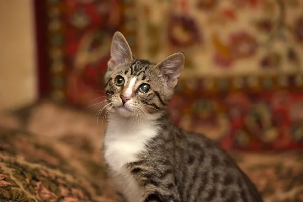 Gatinho Brincalhão Listrado Com Olho Dolorido Sofá — Fotografia de Stock