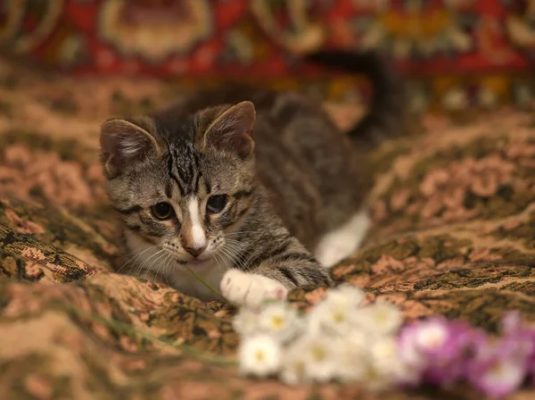 Kanepede Gözü Ağrıyan Çizgili Kedi Yavrusu — Stok fotoğraf