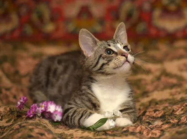 Gestreept Speels Kitten Met Een Zere Oog Bank — Stockfoto