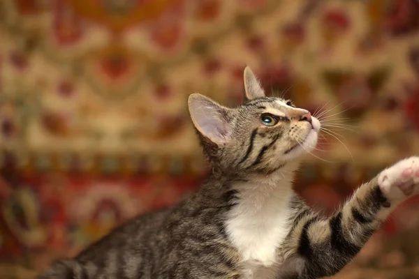 Gestreept Speels Kitten Met Een Zere Oog Bank — Stockfoto