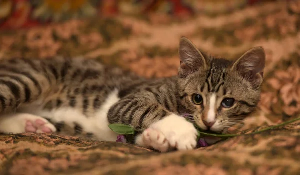 Paski Zabawy Kotek Bolące Oko Kanapie — Zdjęcie stockowe