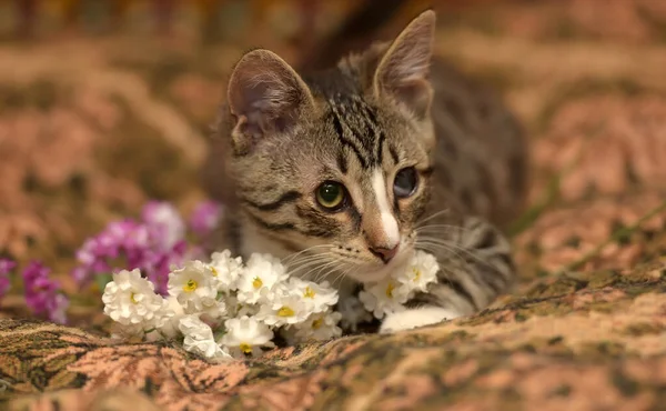 Kanepede Gözü Ağrıyan Çizgili Kedi Yavrusu — Stok fotoğraf