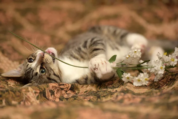 Kanepede Gözü Ağrıyan Çizgili Kedi Yavrusu — Stok fotoğraf