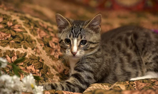 Gestreept Speels Kitten Met Een Zere Oog Bank — Stockfoto