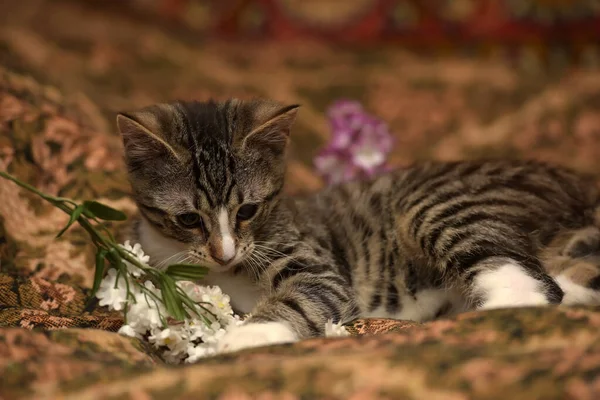 Gestreept Speels Kitten Met Een Zere Oog Bank — Stockfoto