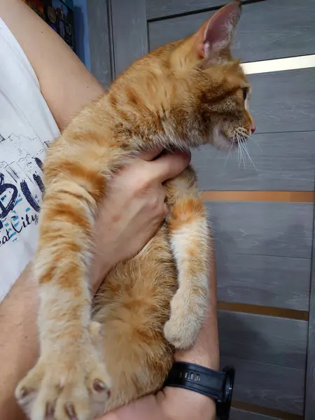 Russland Petersburg 2020 Rote Anhängliche Katze Den Händen Eines Freiwilligen — Stockfoto