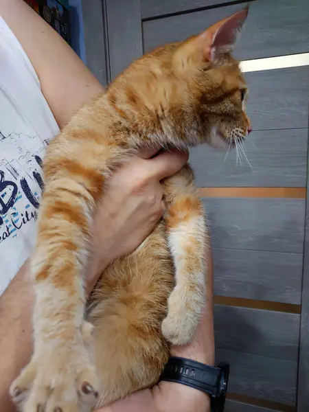 Russland Petersburg 2020 Rote Anhängliche Katze Den Händen Eines Freiwilligen — Stockfoto