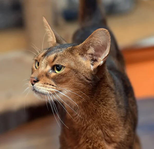 Hermoso Joven Abisinio Gato Retrato —  Fotos de Stock