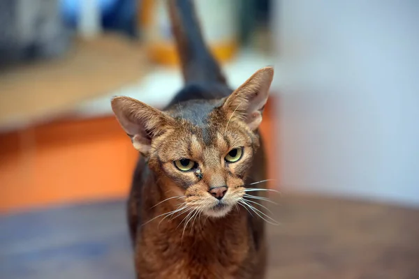 Hermoso Joven Abisinio Gato Retrato — Foto de Stock