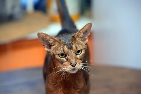 Smuk Ung Abyssinian Kat Portræt - Stock-foto