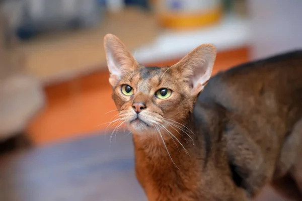 Belo Jovem Retrato Gato Abissínio — Fotografia de Stock