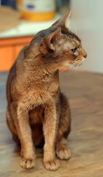 Vacker Ung Abyssinian Katt Porträtt — Stockfoto