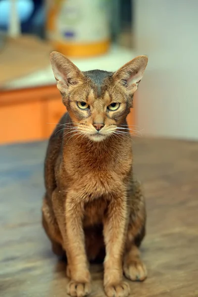Όμορφη Νεαρή Abyssinian Πορτρέτο Γάτα — Φωτογραφία Αρχείου