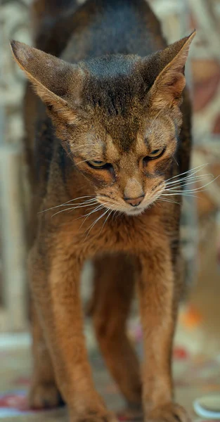 Vacker Ung Abyssinian Katt Porträtt — Stockfoto