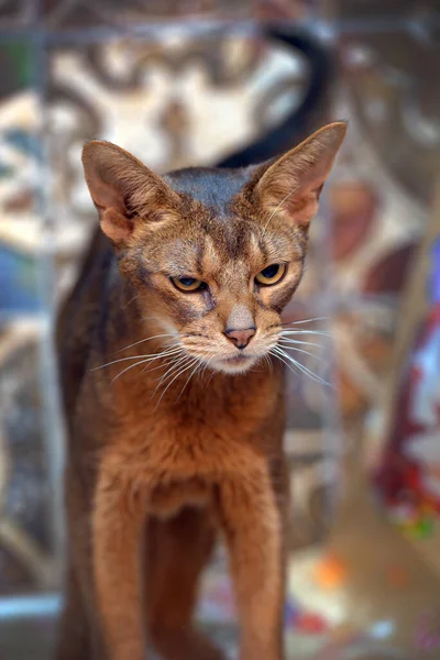 Όμορφη Νεαρή Abyssinian Πορτρέτο Γάτα — Φωτογραφία Αρχείου