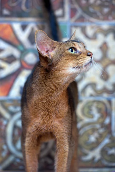 Hermoso Joven Abisinio Gato Retrato —  Fotos de Stock