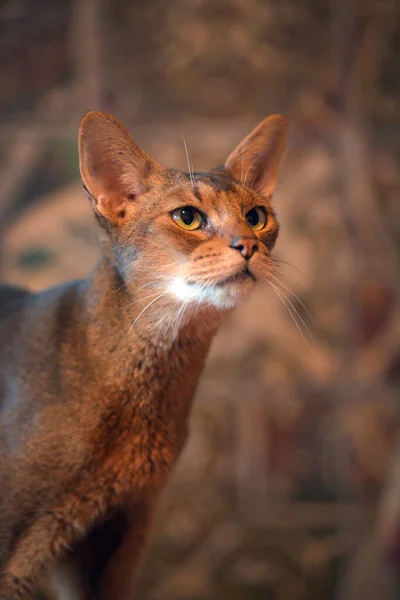 Hermoso Joven Abisinio Gato Retrato —  Fotos de Stock