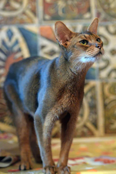 Schöne Junge Abyssinische Katze Porträt — Stockfoto