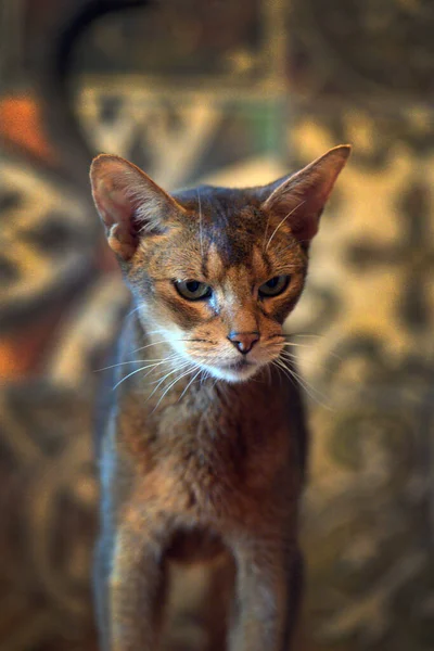 Hermoso Joven Abisinio Gato Retrato —  Fotos de Stock